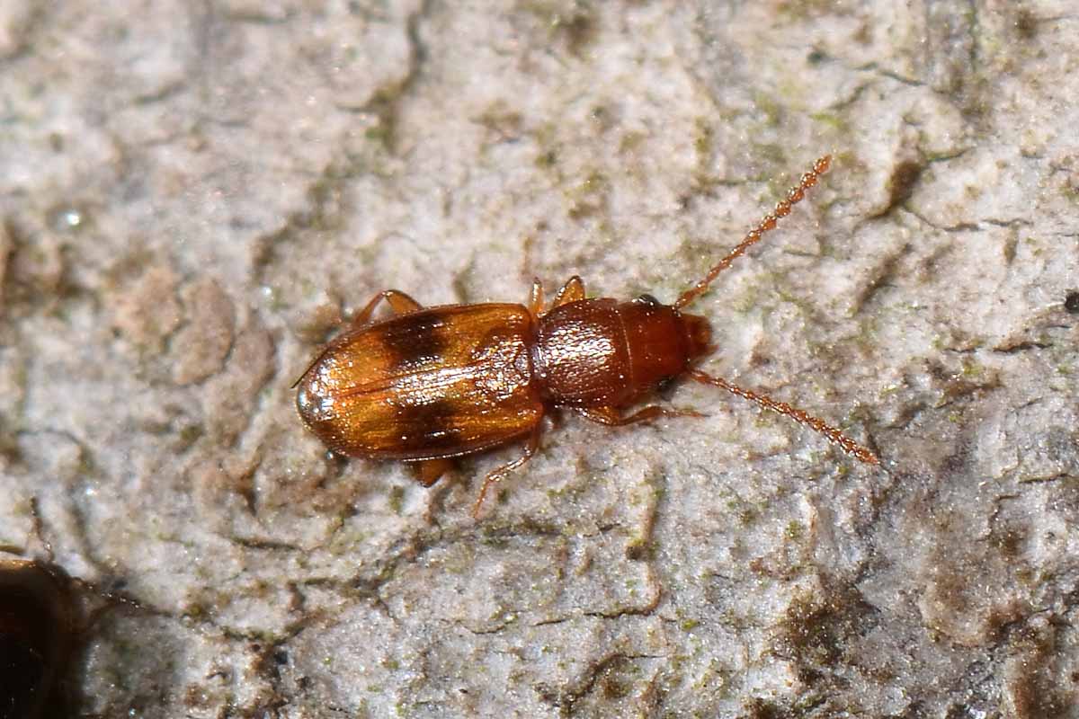 Notolaemus unifasciatus, Laemophloeidae